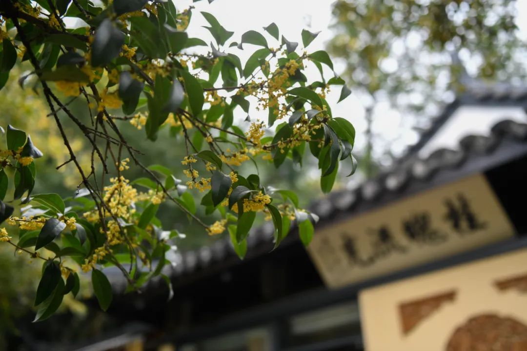 Manjuelong-Village-Hangzhou